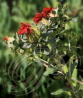 CARTHARME des teinturiers (Carthamus tinctorius) - Fleur