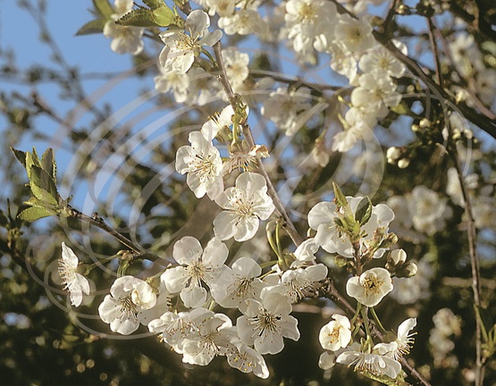 Cerisier bigarreau fleurs