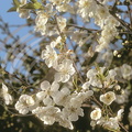 Cerisier bigarreau fleurs