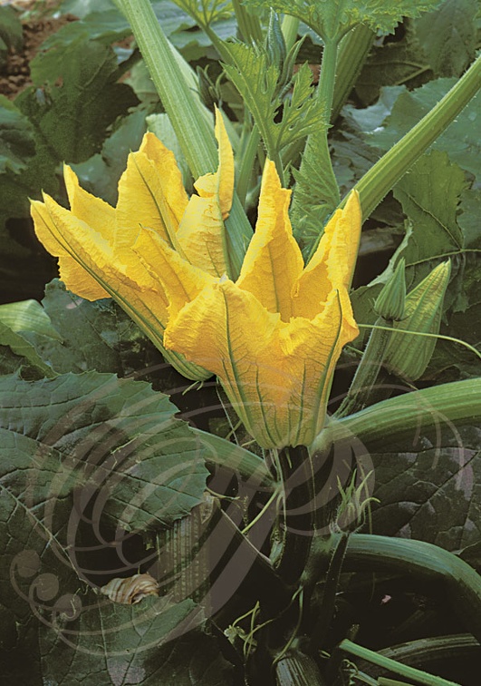 COURGETTES  (Cucurbita pepo) - fleurs sur pied