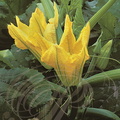 COURGETTES  (Cucurbita pepo) - fleurs sur pied