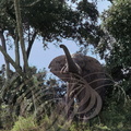 ÉLÉPHANT d'AFRIQUE (Loxodonta africana) en sous bois 