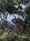 ÉLÉPHANT d'AFRIQUE (Loxodonta africana) en sous bois 