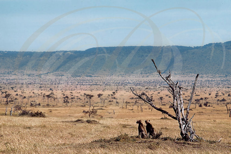 Réserve de MASAÏ MARA (KENYA) : Guépard - Cheetah - Guepardo (Acinonyx jubatus)