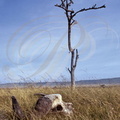 Réserve de MASAÏ MARA - biotope - crâne d'un buffle africain
