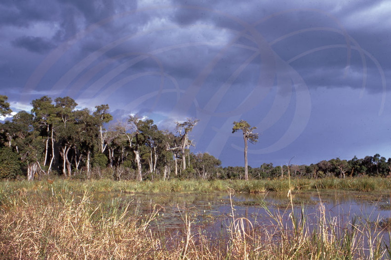Réserve de MASAÏ MARA - biotope - ciel d'orage