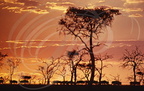 Réserve de MASAÏ MARA (Kenya) - lever de soleil
