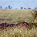HIPPOPOTAME (Hippopotamus amphibius) dans les herbes