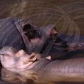 HIPPOPOTAME (Hippopotamus amphibius) ( mère et son petit)