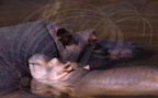 HIPPOPOTAME (Hippopotamus amphibius) ( mère et son petit)