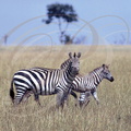 ZÈBRES de GRANT (Equus quagga bohmi) - Femelle et jeune (Kenya)