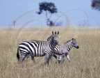 ZÈBRES de GRANT (Equus quagga bohmi) - Femelle et jeune (Kenya)