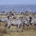 ZÈBRES de GRANT (Equus quagga bohmi) groupe  (Kenya)