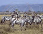 ZÈBRE DE GRANT - Grant Zebra - Cebra de Grant  (Equus quagga burchelli)