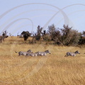 ZÈBRES de GRANT (Equus quagga bohmi) - troupeau en course MASSAI MARA KENYA