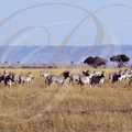 ZÈBRES de GRANT (Equus quagga bohmi) - troupeau MASSAI MARA KENYA