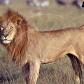 LION - León  (Panthera leo)