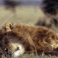 LION - León  (Panthera leo)