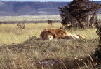 LION - León (Panthera leo)