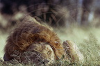 LION - León (Panthera leo)