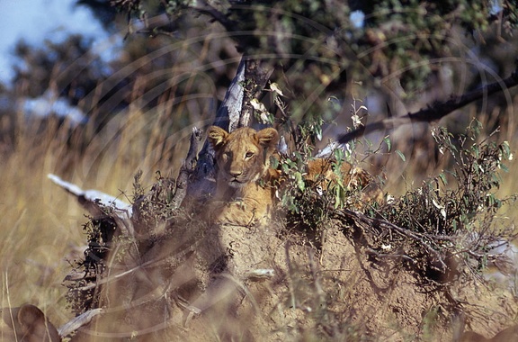 LIONCEAU - Young lion - Leoncillo (Panthera leo)