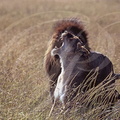 LION - León (Panthera leo) - fin d'accouplement