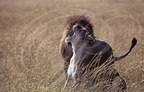 LION - León (Panthera leo) - fin d'accouplement
