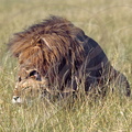 LION (accouplement -mating) - León (acoplamiento) (Panthera leo) 
