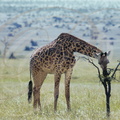 GIRAFE MASAÏ (Giraffa camelopardalis tippelskirchi) mangeant un épineux
