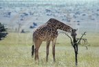 GIRAFE MASAÏ (Giraffa camelopardalis tippelskirchi) mangeant un épineux