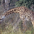GIRAFE MASAÏ (Giraffa camelopardalis tippelskirchi) mangeant un fruit