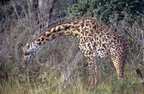 GIRAFE MASAÏ (Giraffa camelopardalis tippelskirchi) mangeant un fruit