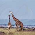 GIRAFE MASAÏ (Giraffa camelopardalis tippelskirchi) - parade
