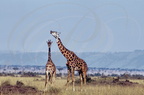 GIRAFE MASAÏ (Giraffa camelopardalis tippelskirchi) - parade