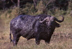 BUFFLE AFRICAIN - African Buffalo - Búfalo africano - Syncerus caffer