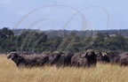 BUFFLE AFRICAIN - African Buffalo - Búfalo africano - Syncerus caffer