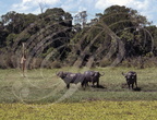 BUFFLE  AFRICAIN - African buffalo - Búfalo africano  (Syncerus caffer)