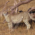 GUÉPARD - Cheetah - Guepardo  (Acinonyx jubatus)