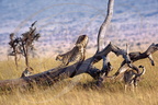 GUÉPARDS - Cheetah - Guepardo  (Acinonyx jubatus)