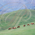 KAZAKHSTAN - ouest d'ALMATY - environs de TALAP - chevaux en liberté