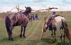 CHINE (MONGOLIE INTÉRIEURE) -  chevaux attachés 