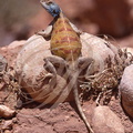 AGAME de BIBRON (Agama impalearis) - femelle