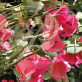 BOUGAINVILLIER à fleurs roses (Bougainvillea)