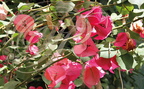 BOUGAINVILLIER à fleurs roses (Bougainvillea)