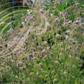 BOURRACHE (Borrago officinalis)