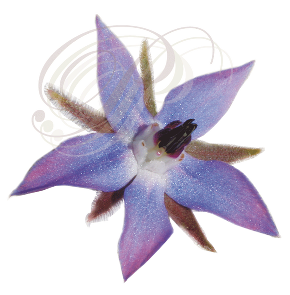 BOURRACHE (Borrago officinalis) - détail d'une fleur