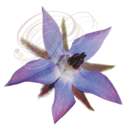 BOURRACHE (Borrago officinalis) - détail d'une fleur
