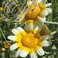 CHRYSANTHEME COMESTIBLE (Chrysanthemum coronarium) 