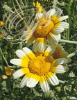 CHRYSANTHEME COMESTIBLE (Chrysanthemum coronarium) 