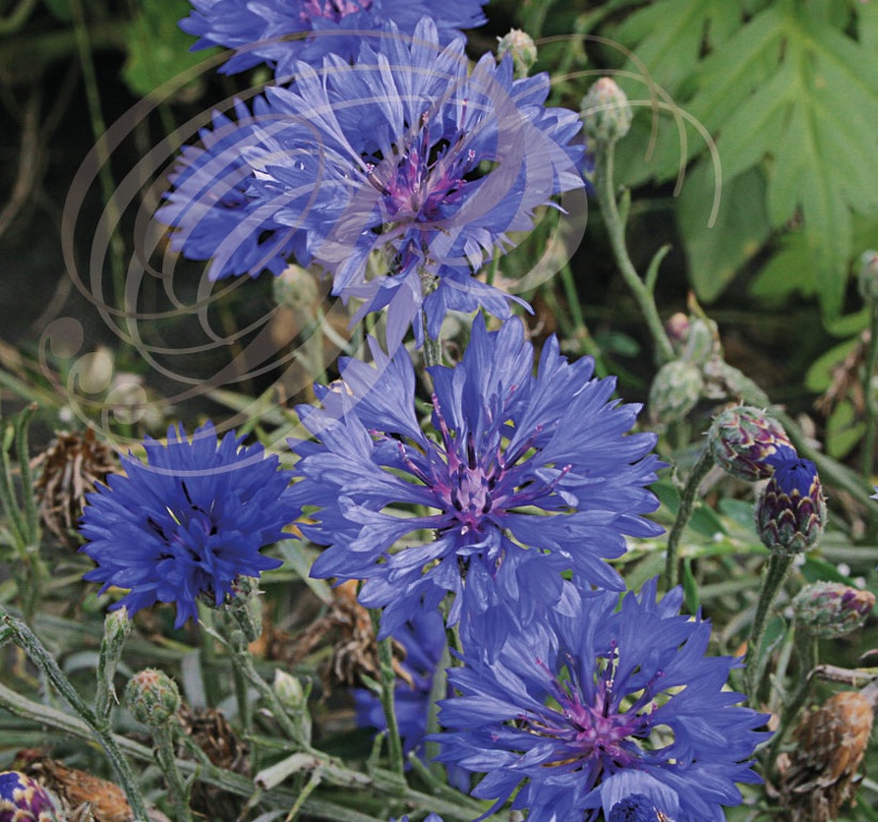 CENTAUREE fleurs  bleues